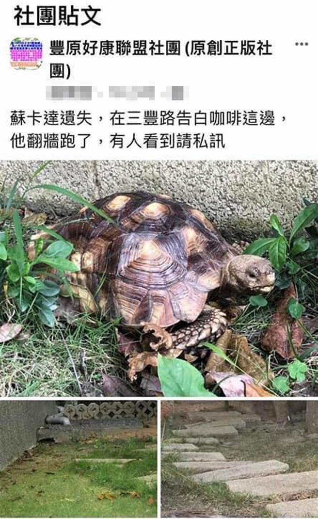 員警在臉書上搜尋，剛好發現有民眾PO文，指蘇卡達遺失，在三豐路告白咖啡這邊，牠翻牆跑了，有人看到請私訊。(警方提供)