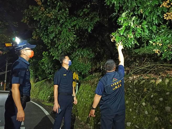太平分局长叶志诚为慰勉辛劳的员警及守望相助队弟兄，并现地前往龙眼产地巡签。（太平警分局提供／冯惠宜台中传真）