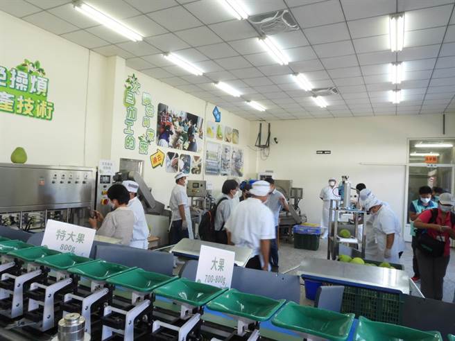 花蓮區農業改良場將研發量產加工技術與設備移轉給瑞穗鄉農會，並建置全台首座加工場域，今正式啟用，以自動化設備完成初級加工，預計一天可消耗4公噸柚果，提升農產附加價值。（羅亦晽攝）