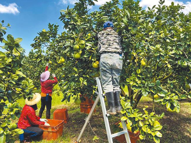 学生藉暑假去文旦果园打工约赚进8万元。(示意图/翻摄自中时新闻网)