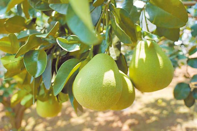 文旦採收工作虽也不容易，但比起出国打工更加有保障。(图/翻摄自中时新闻网)