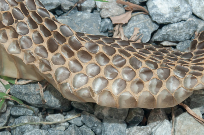 英国男子在河岸发现一条又粗又长的蛇皮，宽度甚至比人类的手臂还粗。(示意图/达志影像)