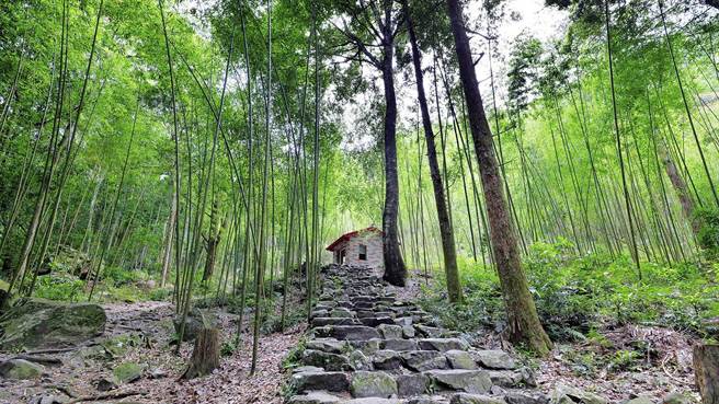 東勢林管處邀請民眾靜下來，聆聽竹葉被風輕拂的聲音。（東勢林管處提供）