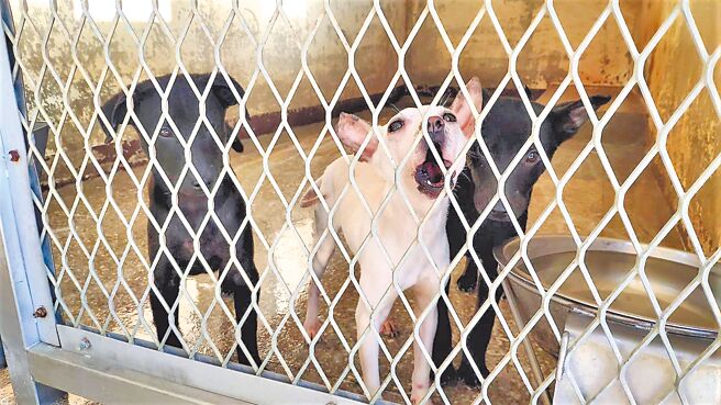 苗栗动物收容所5、6月有上百只动物死亡，遭动保团体质疑照护不当，县府澄清多数是捕捉无法在野外生存的幼犬，又因有病源存在，才导致抵抗力较弱的犬只死亡。（李京升摄）