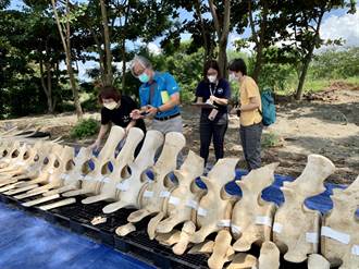 海保署與成大重組藍鯨骨骼 明年暑假呈現民眾眼前