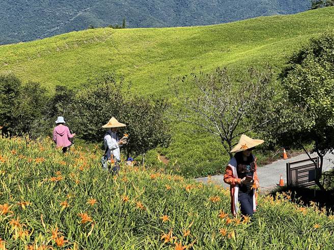 花莲县富里乡六十石山的金针开花成数较歷年减少4成，县府估计农损达3成5，经向农委会争取启动天然灾害现金救助，每公顷2万9000元。（富理乡农会总干事张素华提供／罗亦晽花莲传真）