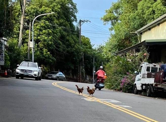 飼主放任雞隻亂跑。（翻攝照片／李京昇苗栗傳真）