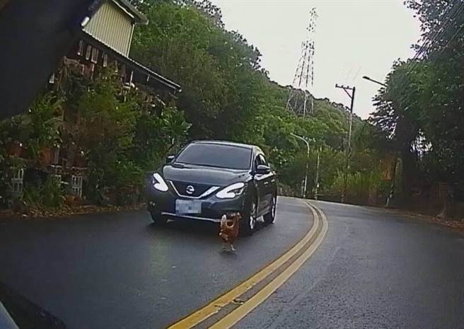 路過車輛都在閃避土雞。（翻攝照片／李京昇苗栗傳真）