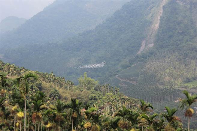每年农历9月白露时节前后，成千上万的黄头鹭向南迁徙行经嘉义县梅山乡太兴村，鹭飞成群沿着生毛树溪山谷乘风盘旋，交织成生态景象「万鹭朝凤」。（阿里山管理处提供∕吕妍庭嘉义传真）
