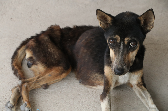 大陆一只流浪狗的脖子被铁丝缠住，严重到勒出一道血痕，聪明的牠跑到消防局求助。(示意图/达志影像)