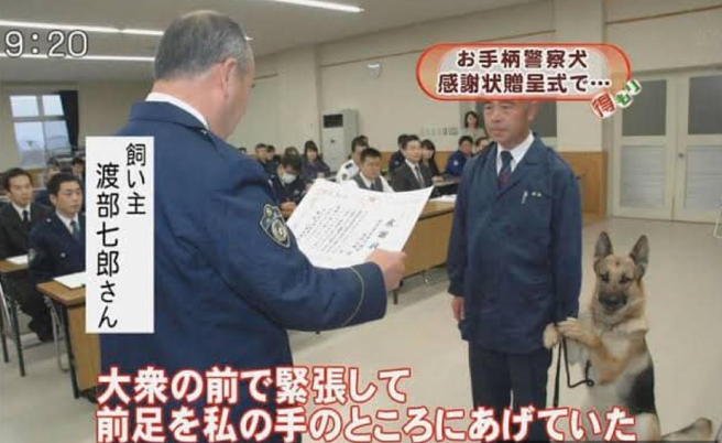 日本一只警犬神速破案，因此获得警署表扬，岂料疑似现场人太多，牠竟紧张到抓着员警手不放。(图翻摄自/推特/@animenetabot)