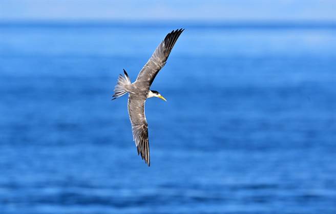 台东县政府募集民眾心目中的1000种 「台东蓝」，有机会抽到住宿券。（庄哲权摄）　