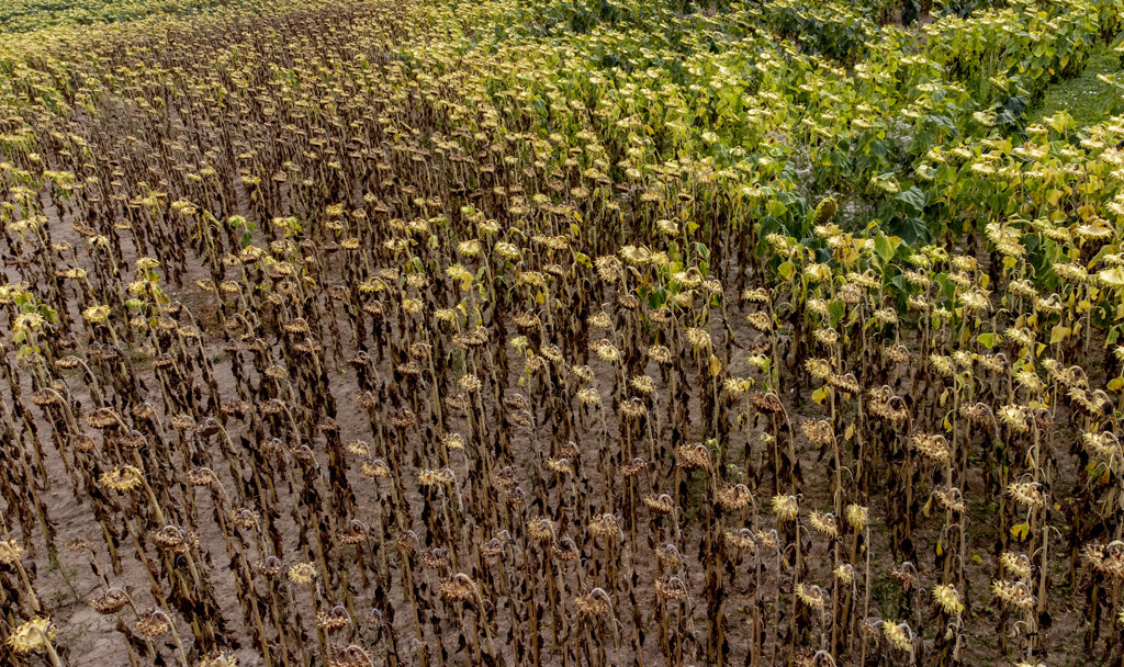 8月18日，经过漫长的干旱期， 德国辛齐希（Sinzig 附近的一块田地里，枯萎的向日葵矗立。（美联社）(photo:ChinaTimes)