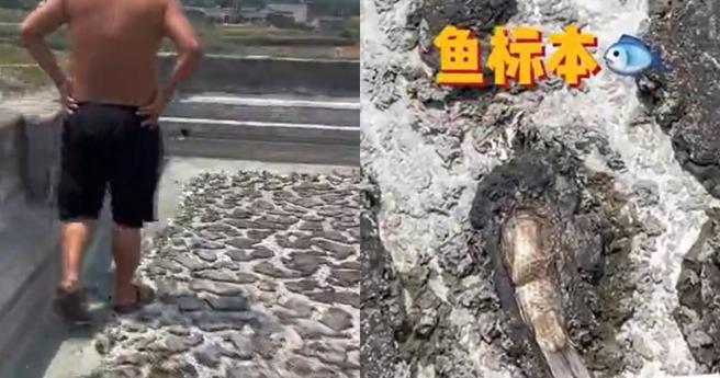 男子离家半月惊见「楼顶满地小鱼乾」。（图／翻摄自九派新闻）