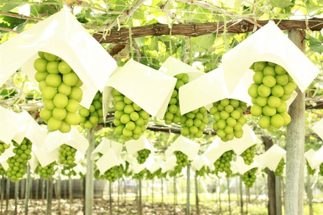 山梨麝香葡萄(图／日本台湾交流协会提供)