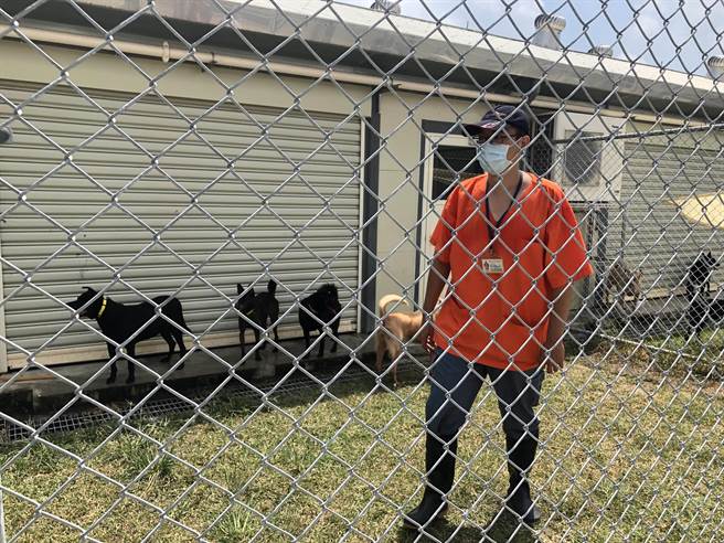 动物之家中继园区里的工作人员在犬舍运动场照看犬只跑跳。（张芷瑜摄）