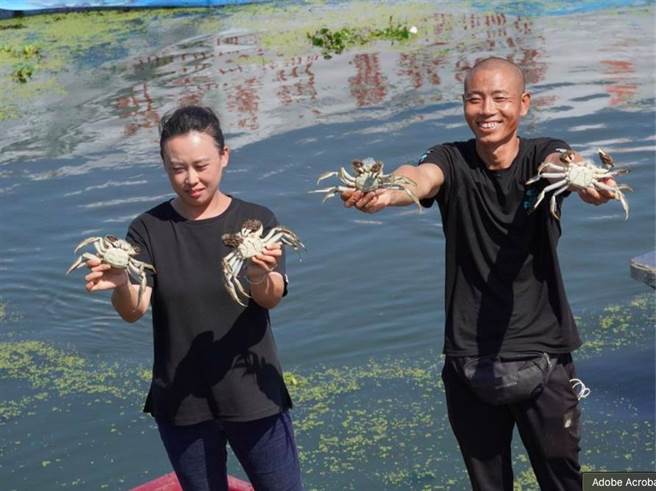 今年由于高温增成本价格升，阳澄湖大闸蟹减产成定局。（大公文匯网）