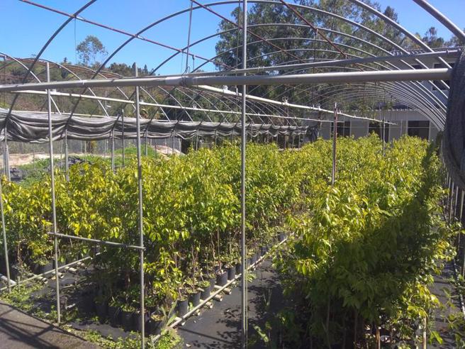 农委会林业试验所表示，1978年跟台大合作发现伽罗木醇型土肉桂含有伽罗木醇而且有薰衣草香，并是台湾特有种，花30多年终于育成「台伽1号」，动物试验可舒缓情绪，有望技转量产。（图/ 中央社）