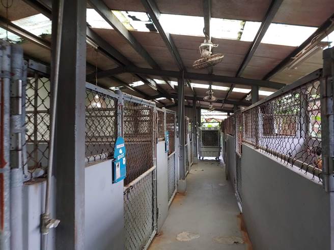 五股動物之家近期添購大型水冷扇，讓龍舍溫度降低，讓犬隻可以舒適過夏天。（新北市動保處提供）