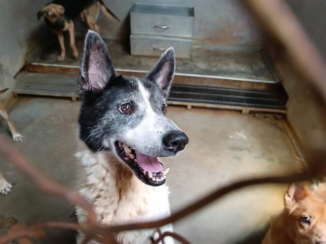 毛小孩在夏天容易因氣溫過高而產生熱衰竭的風險。（新北市動保處提供）