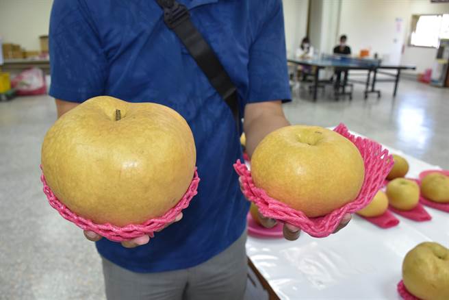 大湖乡出产的甘露梨平均达2台斤（右）最重超过3台斤（左）（谢明俊摄）