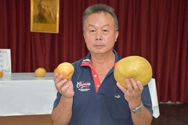 大湖乡农会推广部主任胡智郎展示3台斤的甘露梨与正常大小的秋黄梨相比，个体大小明显差距。（谢明俊摄）