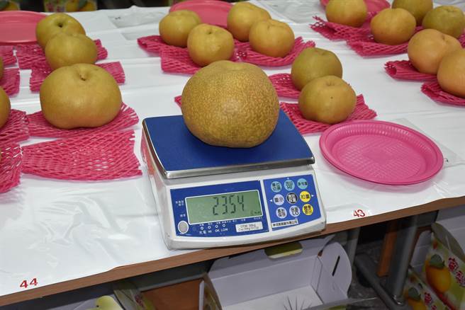 大湖乡农会梨王争霸战，最大一颗甘露梨重达2．3公斤，约为4台斤。（谢明俊摄）