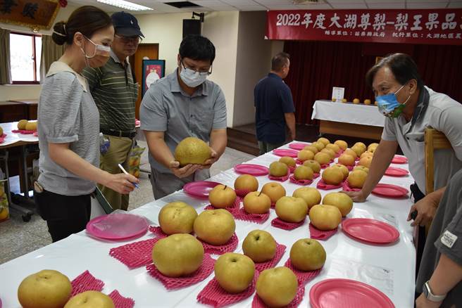 大湖梨王争霸战请来中兴大学教授陈本源（右）、苗栗农改场助理研究员张雅玲（左）等人出任评审。（谢明俊摄）
