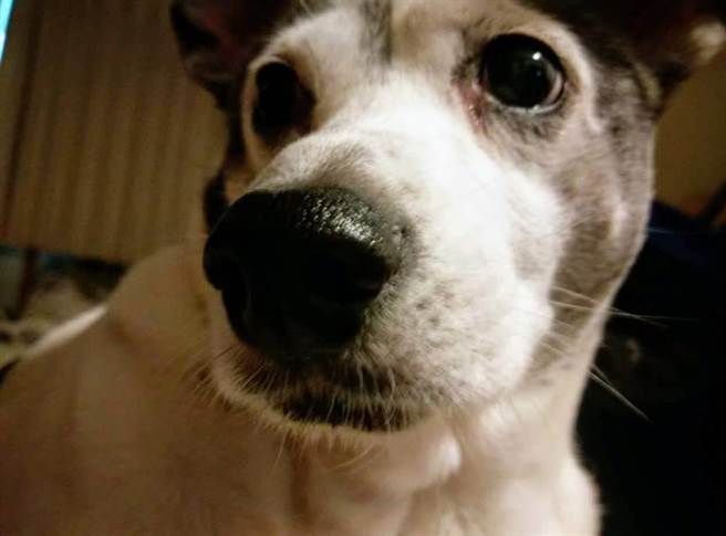 为充足国内犬、猫及非经济动物诊治疾病用药，农委会表示，已与卫福部协调增列42项人用抗生素供兽医师治疗犬猫及非经济动物使用，并于「输入动物用药品样品赠品管理办法」增订得由兽医师公会协助统筹输入与储备专案进口之动物用药品。（李柏澔摄）