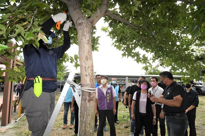 王惠美也现身了解课程，她说彰化苗木培育每年产值高达37亿，过去常常会在路上看到光秃秃的路树，或是与周围景观格格不入的植栽，所以修剪树木与景观相容并不是这么容易。（县府提供／吴建辉彰化传真）