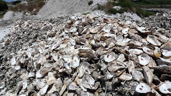 马公市公所认为废弃蚵壳的再利用权责单位为澎湖县政府农渔局，而处理单位为环保局，乡市公所只负责一般废弃物之回收、清除工作。（张茂雄摄）