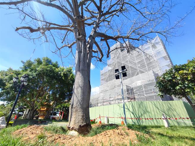 最近民眾发现面向大佛右边的美人树，似乎已经枯死了，树皮一圈被拔起，认为县府没有尽到责任，希望相关单位能够重视。（吴建辉摄）