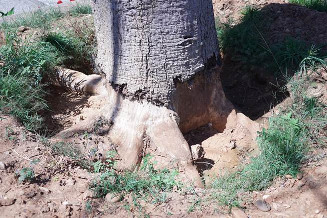 县府表示，民眾看到树根被开挖的部分，为树医生评估所建议，因感染较为严重，因此才会将根部开挖进行施药。（吴建辉摄）