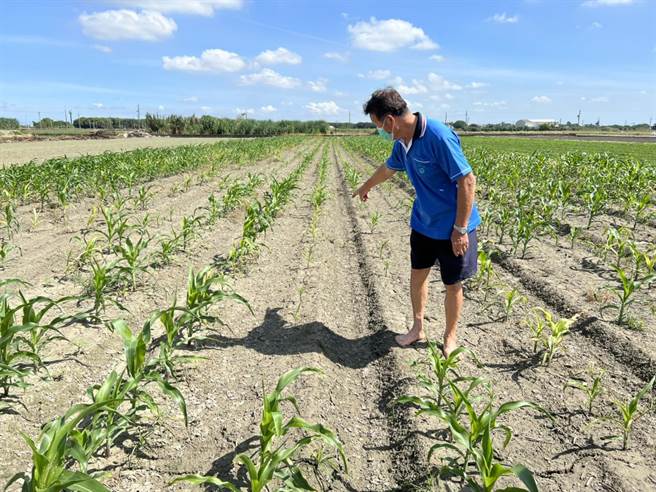 北港地区第二期作硬质玉米出芽率差，田间看起来稀稀疏疏。（周丽兰摄）