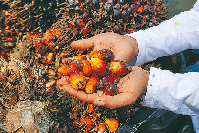由于棕榈油等食用油被用做生物燃料，受能源价格急剧上涨，进一步向食用油施加上行压力。图／美联社