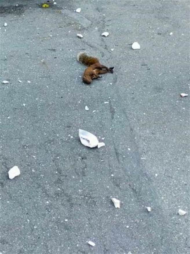 闯祸的松鼠触电后死亡。（柯宗纬翻摄）