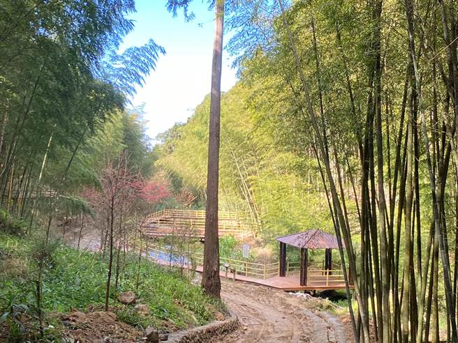古坑乡草岭村石壁山区的竹林步道十分寧静优美。（云林县府提供）