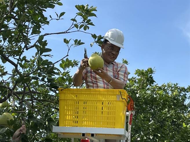 行政院长苏贞昌坐上高空作业车上採摘文旦。（李俊淇摄）