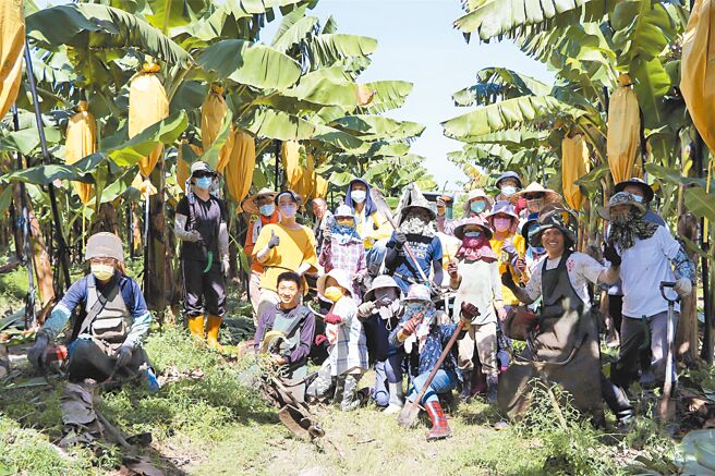 近来台湾香蕉研究所兴起劳动服务风，所有研究员、助理等硕博士一齐走出研究室下田去。（谢佳潾摄）