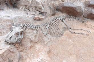 花園施工挖出1.5億年前恐龍化石 考古專家驚：歐洲最大