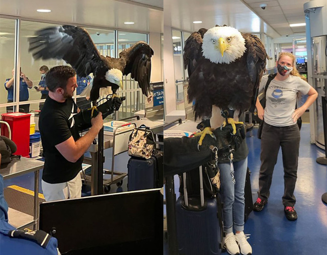 美国一只白头海鵰现身机场，乖乖排队等候安检，准备搭飞机。（图片翻摄自推特/@TSA_Southeast）