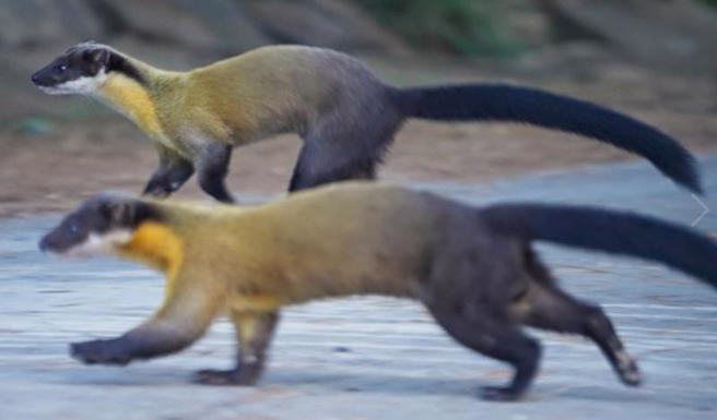  有「黄色闪电」美誉的台湾保育动物黄喉貂常常是2、3只一起行动，公貂们组成的「少男团体」，会发出信号相约玩耍、围捕体型大上几倍的山羌。（图/ 中央社）