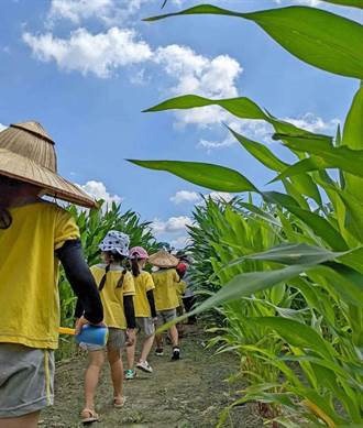 雲林夢遊玉米筍迷宮 讓農業的故事被人聽見