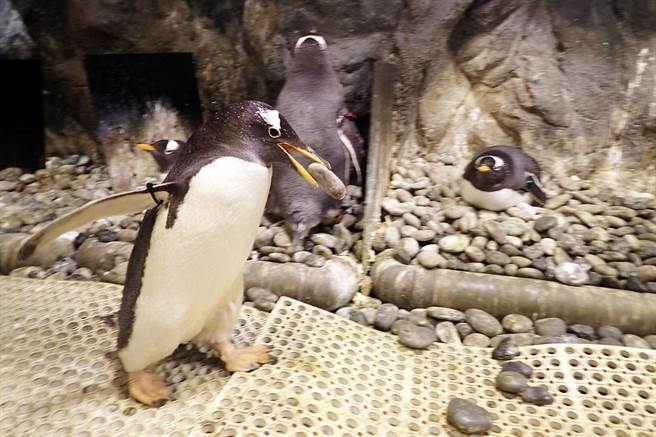 企鹅叼石头奔向心仪另一半，成为有趣告白方式。（海生馆提供／林和生屏东传真）