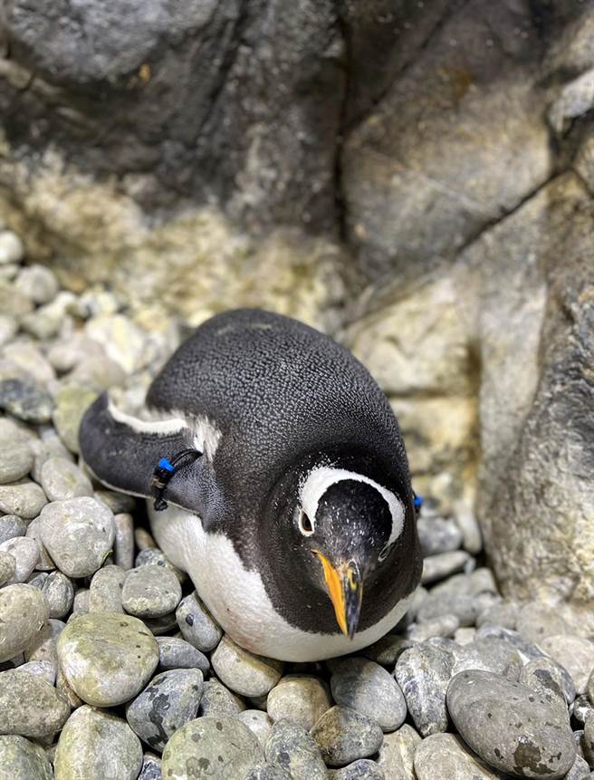 脱离10年母胎单身的巴布亚企鹅，今年配对成功，与雄企鹅共筑爱巢。（海生馆提供／林和生屏东传真）