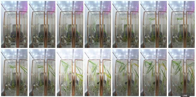 微重力条件下，高杆水稻幼苗已长至30厘米左右高，矮杆水稻也有5-6厘米高。（图：中国科学院分子植物科学卓越创新中心）