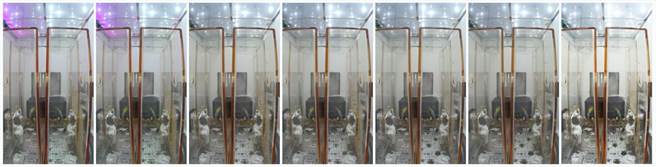 微重力条件下，拟南芥幼苗已长出叶子。（图：中国科学院分子植物科学卓越创新中心）