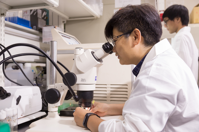 雄蝇间具有明显的同性求偶行为，并证明果蝇具有明显的夜间睡眠障碍和过度活动的行为反应，是自然万物中苦于失眠的「过动儿」。(照片/暨南国际大学提供)