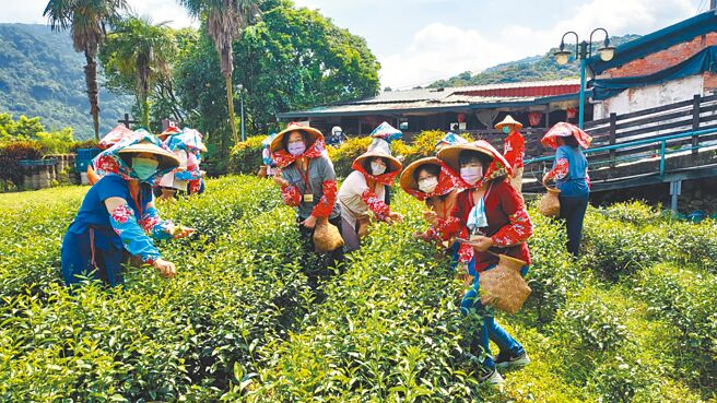 许多茶庄开放让民眾体验採茶，有不同的休閒乐趣，把茶的文化发扬下去。（摘自台北市铁观音包种茶研发推广中心脸书粉丝专页）