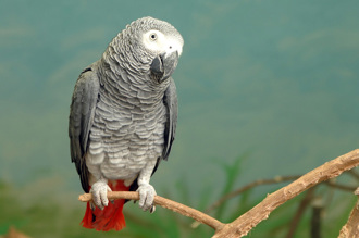 逛動物園被鸚鵡髒話問候 飼育員道歉：教牠重新做「鳥」